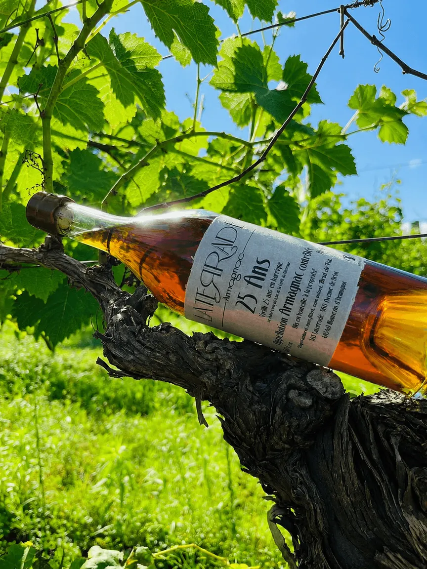 Armagnac Laterrade, brut de fût, dans les vignes
